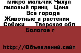 микро мальчик Чихуа лиловый принц › Цена ­ 90 - Все города Животные и растения » Собаки   . Тверская обл.,Бологое г.